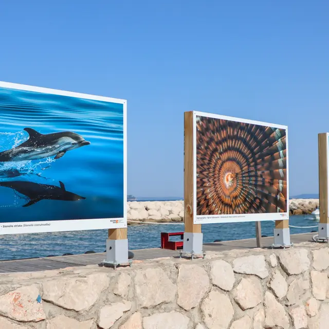 Le monde sous-marin en photos -Greg Lecoeur à La Londe-les-Maures