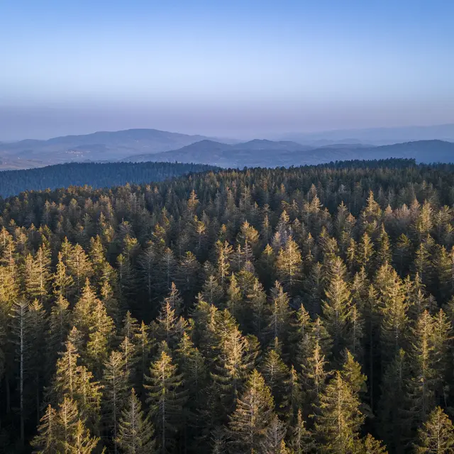 massif bois noirs