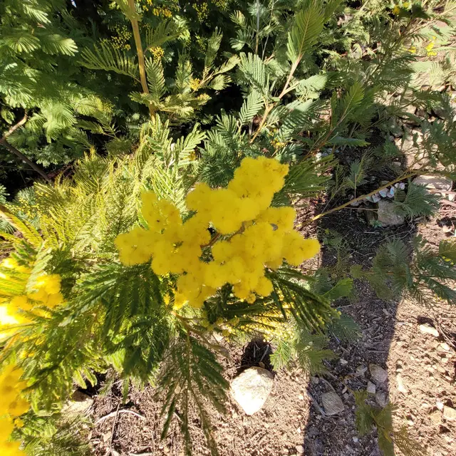 Séjour mimosa Chambre d'hôtes Ekin Ö Rev_Montauroux