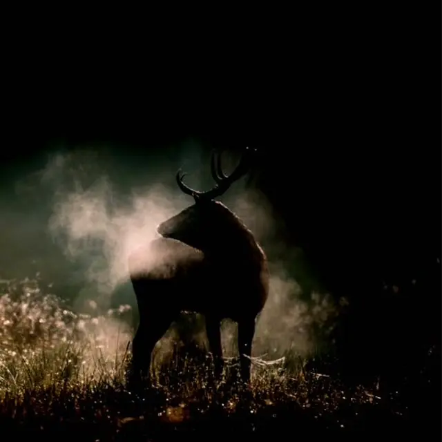 EN FORÊT, de la gestion à l'évasion_Mane