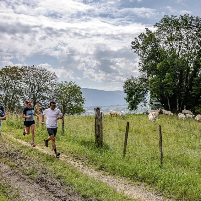 La chasse de l'oreillard