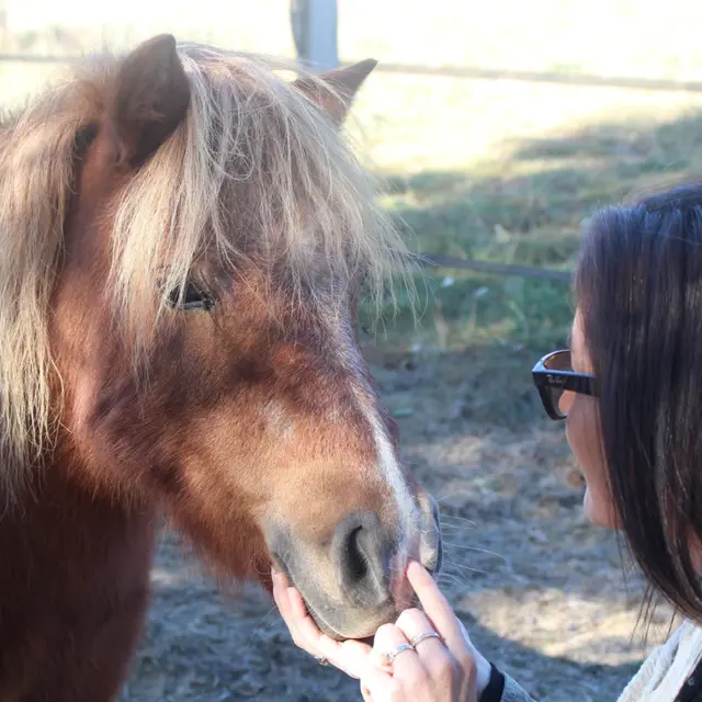 Le Nouvel Etrier Panissiérois