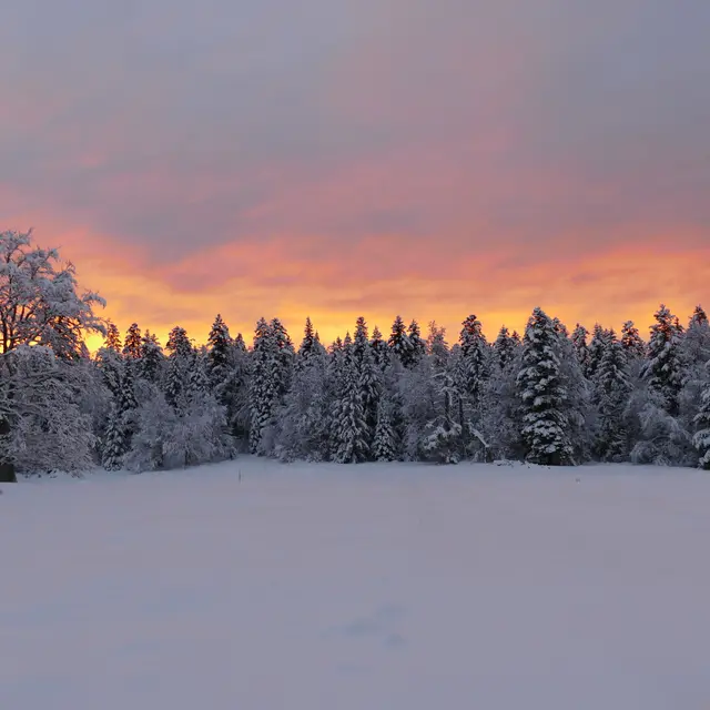 Indalo mushing musher professionnel