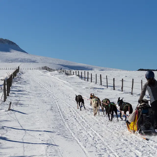 Balade en chiens de traîneau à Bromont-Lamothe
