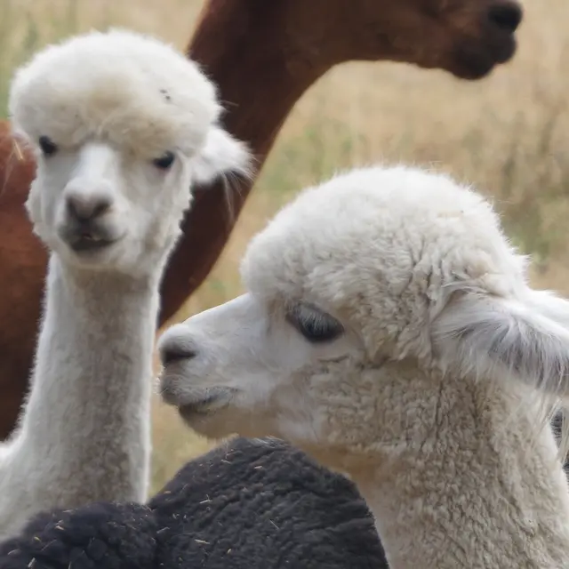 Animation La laine s'en mêle !_Cottance