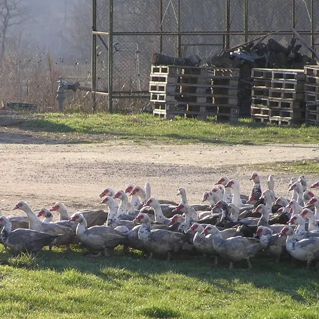 La Ferme du Vieux Hameau_Molières