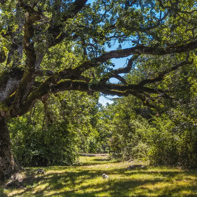 Immersion dans la forêt d'arbres centenaires_Vérignon