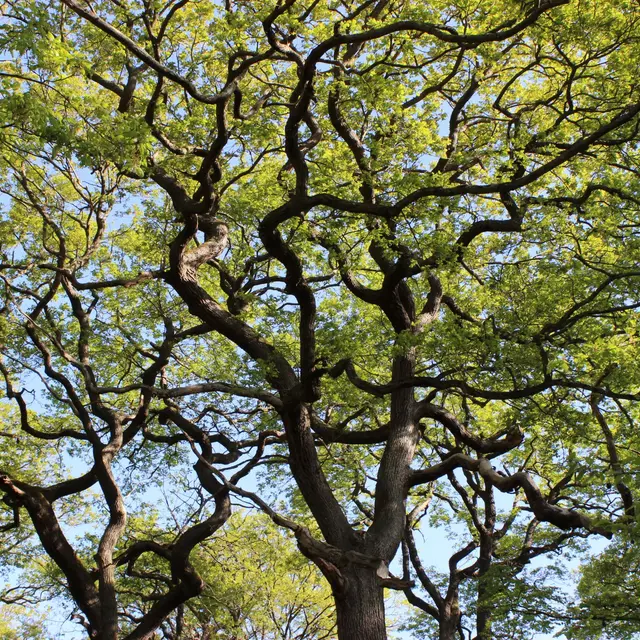Balade : Le rôle de la forêt et les arbres remarquables - ENFANTS_Saint-Germain-en-Laye