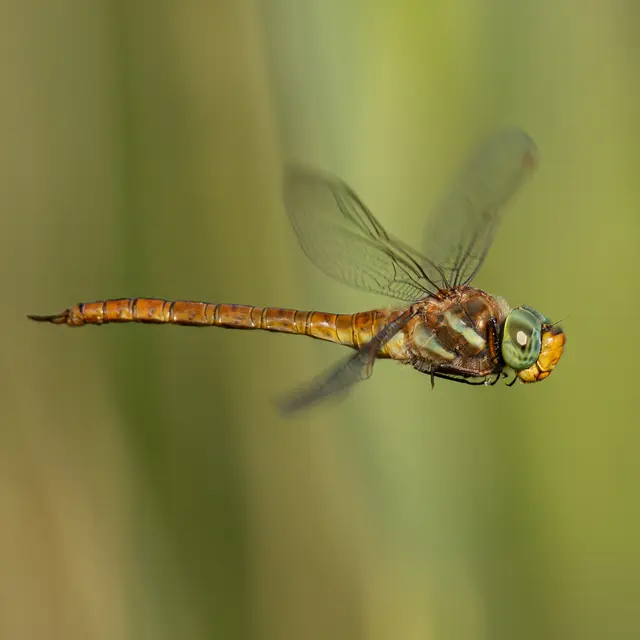 À la découverte des libellules et papillons_Valbonne