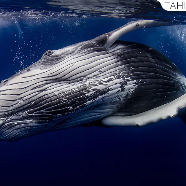 Tahiti Ocean Explorer - Tahiti Tourisme