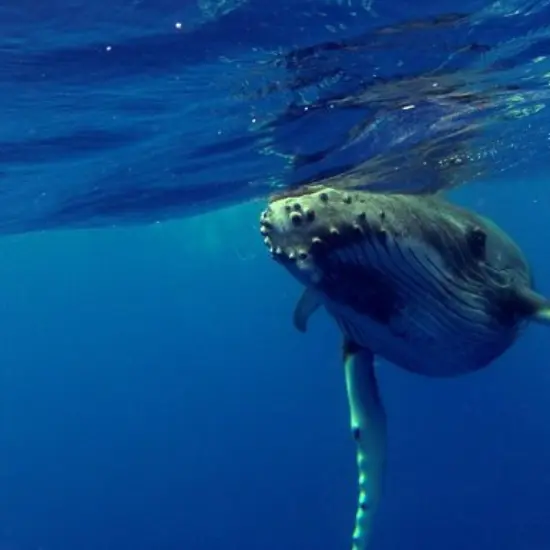 Pacific Blue Adventure - Tahiti Tourisme