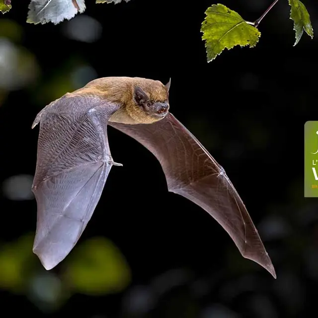 Chauve-souris, reines de la nuit