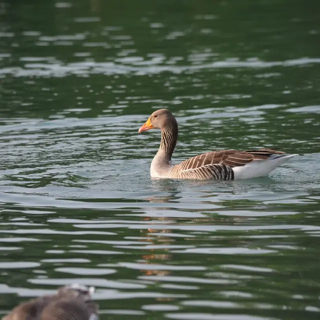 Vol en Dombes : observons les oiseaux de l'étang du Turlet