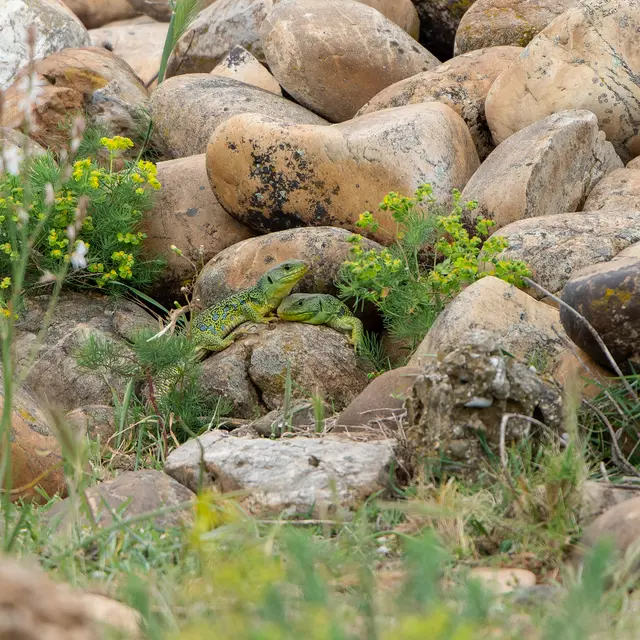 À la recherche du Lézard ocellé_Saint-Martin-de-Crau