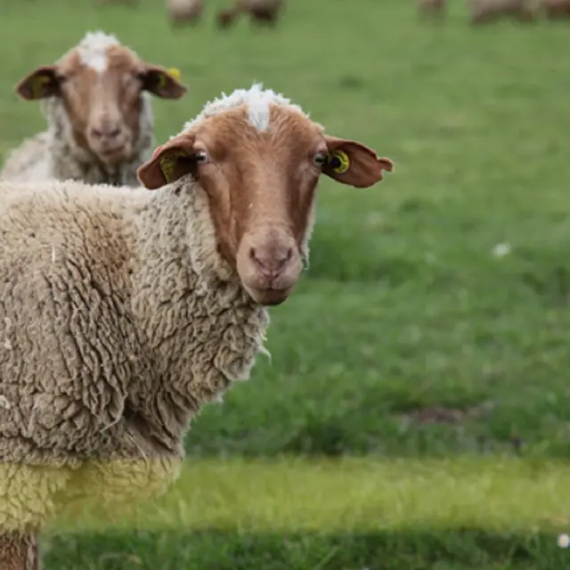 L'agneau du Pays Fayençois