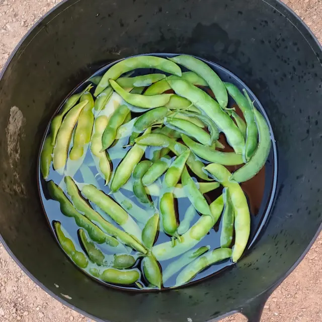 Lacto fermentation