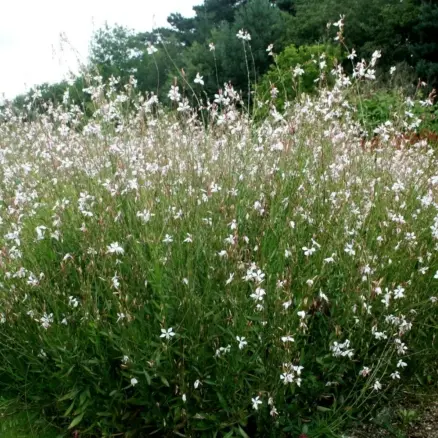 Gaura
