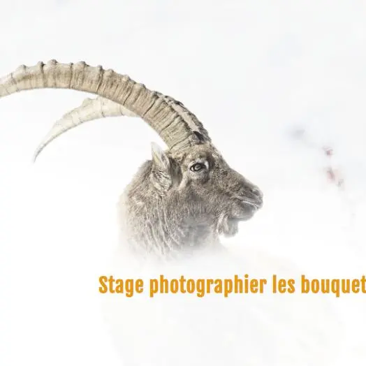 Stage : photographier les bouquetins_Laragne-Montéglin