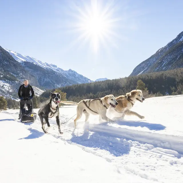 Chiens de traîneau - Vallée de la Clarée