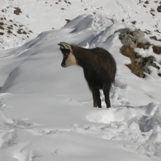 Les yeux sur les chamois : À l’écoute de la nature_Les Gets