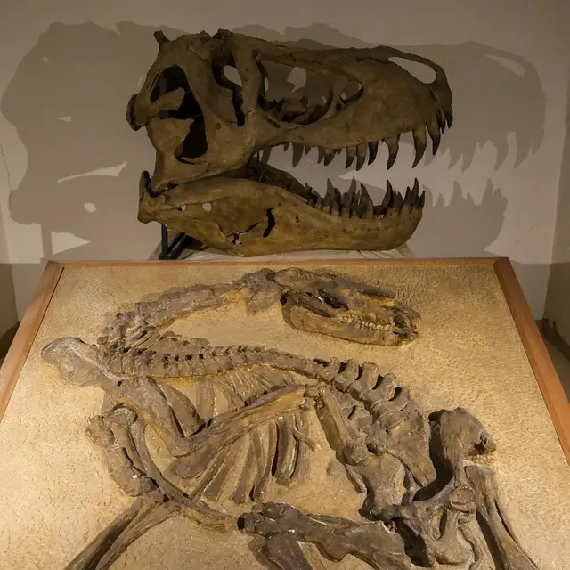 Dans la peau des paléontologues_Avignon