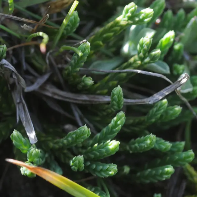 Atelier scientifique : à la recherche de la patte de loup (la plante!)_Villar-d'Arêne