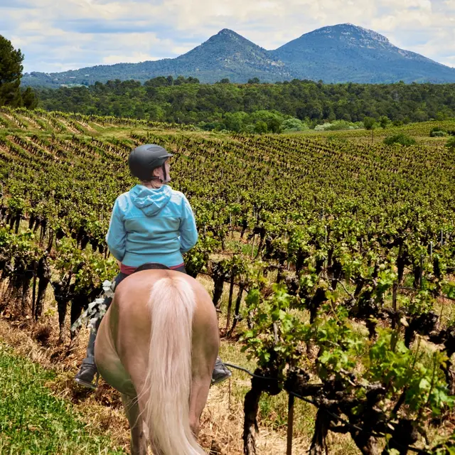 Balade équestre au coeur des vignes | Vignobles en scène_Brue-Auriac