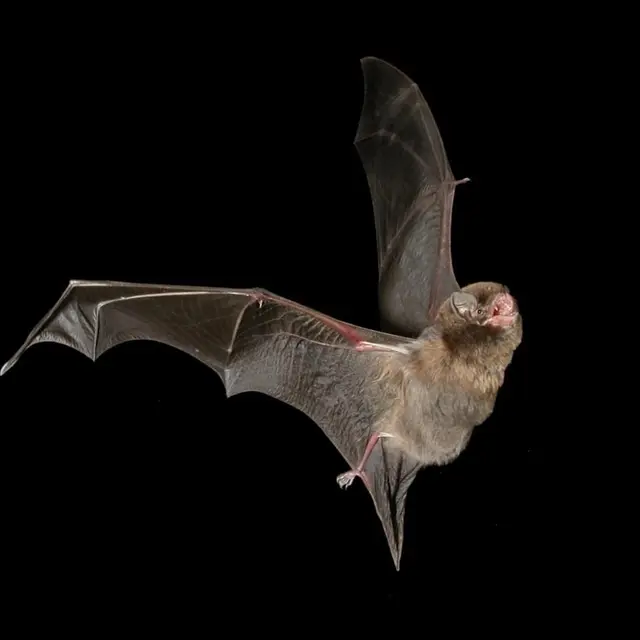 Minioptère de Schreibers
