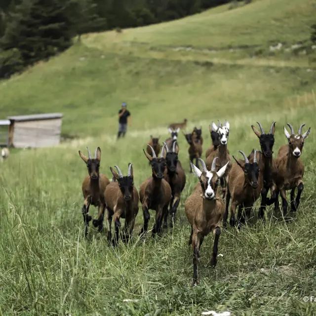 Le monde des chèvres, visite ludique et participative_Arvieux