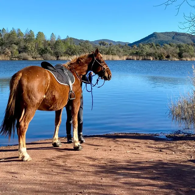 Les chevaux de Violette_Les Mayons