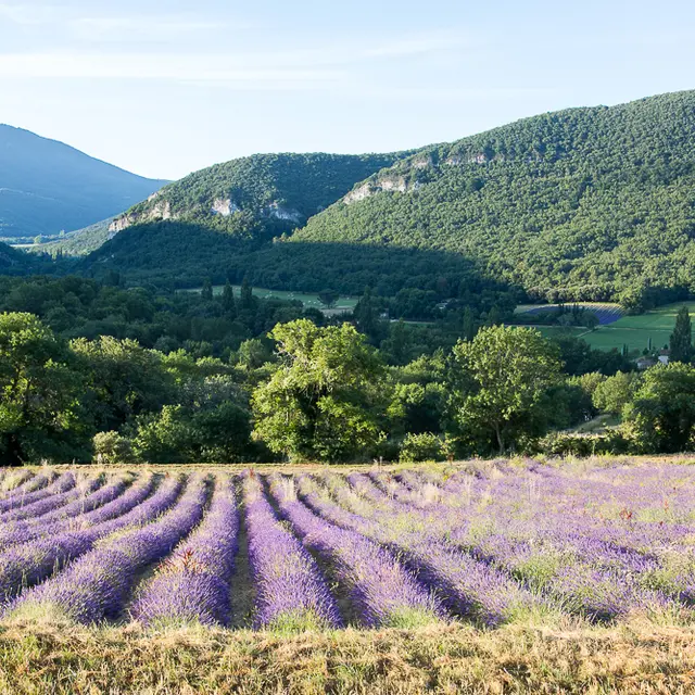 Pique-nique chic au coeur des lavandes - L'essentiel de lavande_La Bégude-de-Mazenc