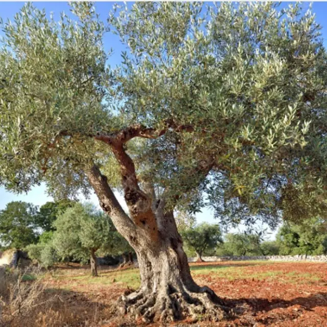 Démonstration de la taille des oliviers à Callian_Callian