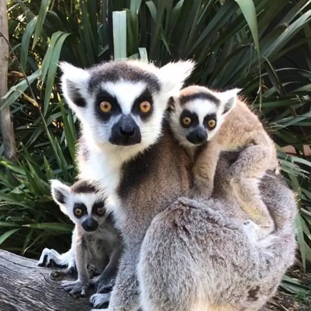 Jardin Zoologique Tropical