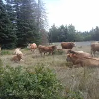 Ferme de la Pierre Fertile_Cruis