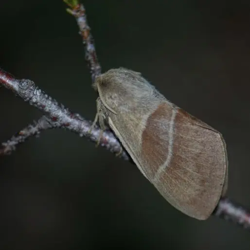 Inventaire papillons de nuit printaniers