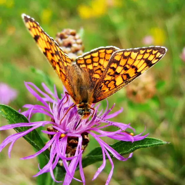 Papillon - La vallée du Fossat