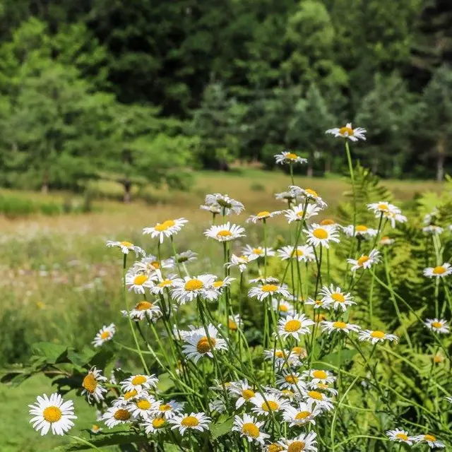 Découverte de notre escapade : fleurs cosmétiques_Auriac