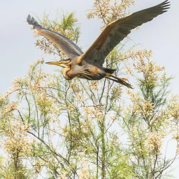 Stage photo Printemps aux Marais du Vigueirat_Arles