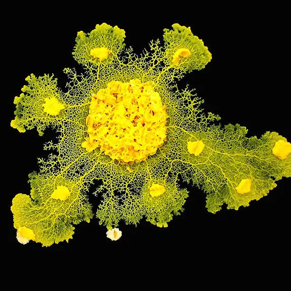 A la découverte du blob - Focus (dès 7 ans)_Bourg-en-Bresse