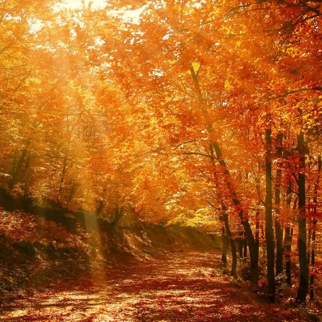 Stage de danse libre au rythme du vivant