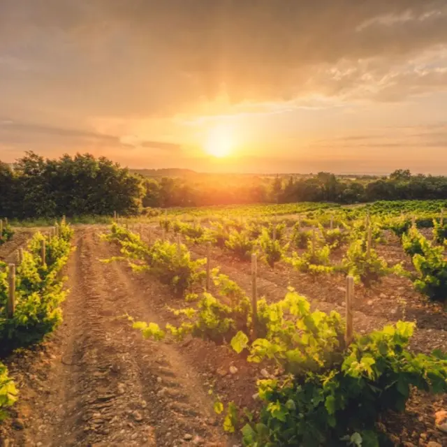 Appellation Cairanne