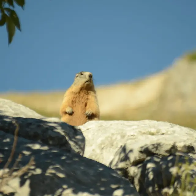 exploration du Vercors sauvage