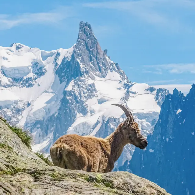Randonnée accompagnée journée à Chamonix - La maison Umaylam_Chamonix-Mont-Blanc
