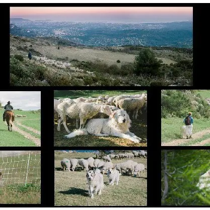 Exposition: On vous dit Patou - Rencontre avec la photographe_Le Grand-Bornand