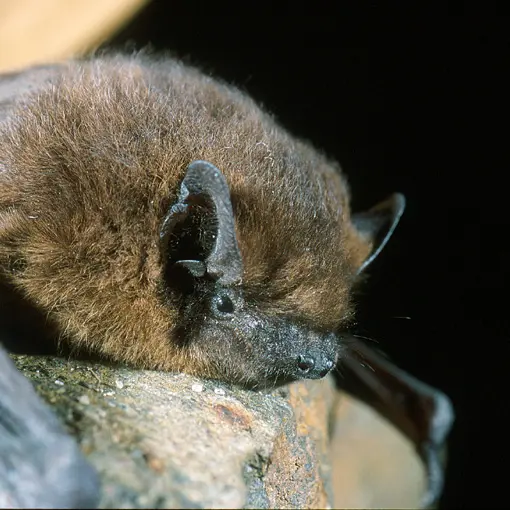 Chauve-souris