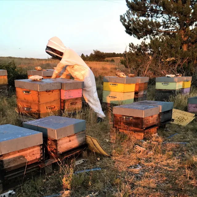 Les ruchers d'Estelle_Rocbaron