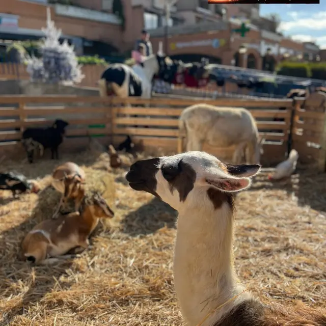 Festi'Pichoun :  Mini Ferme_La Croix-Valmer