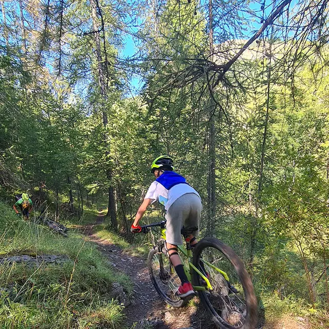 Deux pratiquants de VTT AE dévalant un sentier de terre situé en pleine forêt ensoleillé de conifères