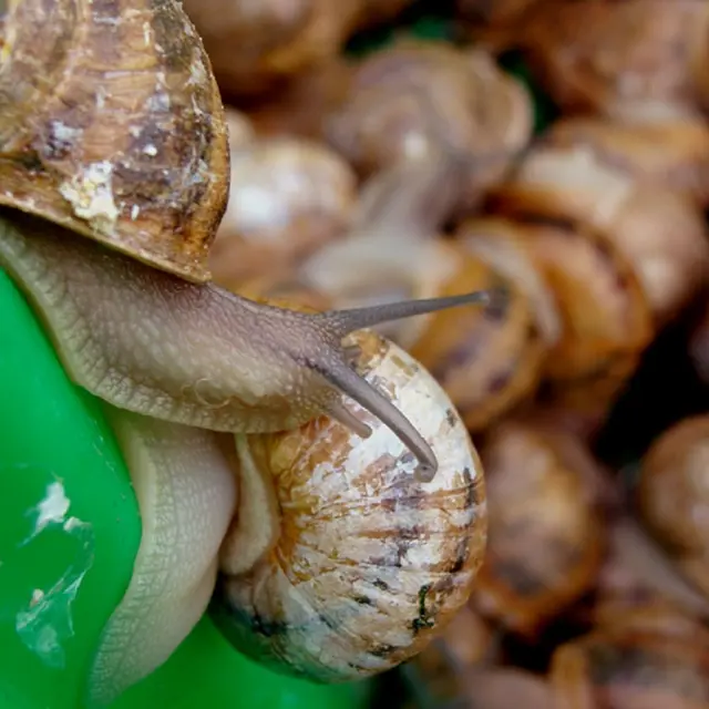 Les escargots de la Dominette