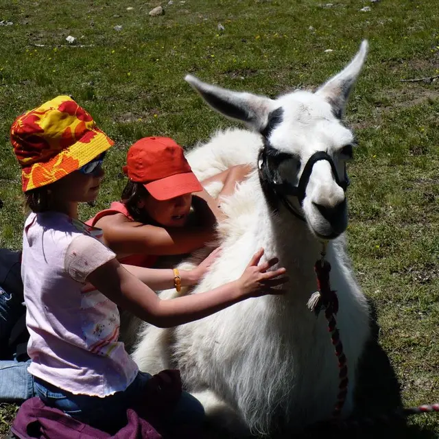 Lamas à la ferme de Claire